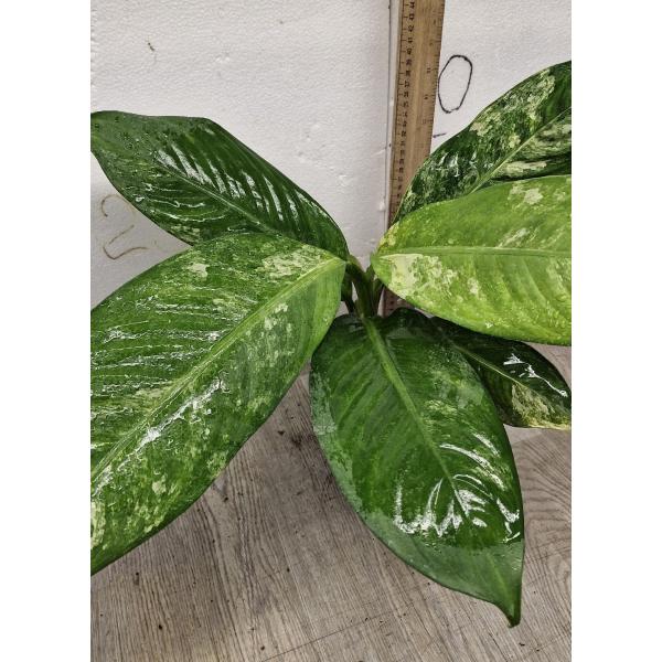 Диффенбахия сп. желтая варегатность / dieffenbachia sp Yellow variegated 