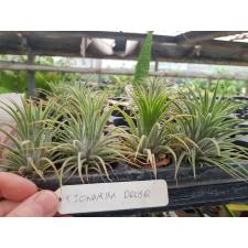 tillandsia ionantha druid