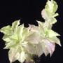 Pedilanthus Zigzag Lime (pure white).