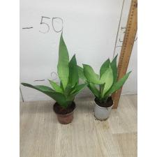 Sansevieria Trifa. 'moonshine' pot