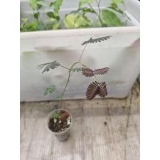 plant SP сеянцы, красный