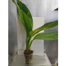 dieffenbachia sp Yellow variegated Д 10,04