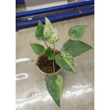 alocasia cucullata variegated pot 2200p