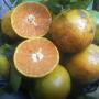 Citrus reticulata 'Som Keaw Wahn'