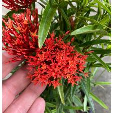 Ixora sp.(T07) red flower and narrow leaf 236