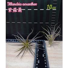 Tillandsia aeranthos