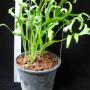 Microsorum punctatum cv. Ramosum