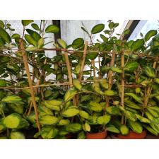 Hoya Australis 'lisa' 12 см горшке на опоре