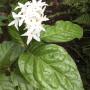 Jasminum sp.(T02) Eastern Thailand.