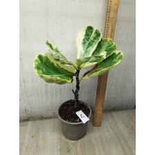 Ficus lyrata variegata