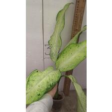 Диеффенбахия Камуфляж / Dieffenbachia Camouflage (М)