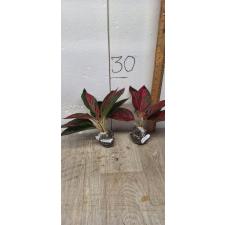 Aglaonema Red Ochin A-138
