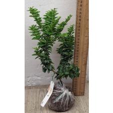 Трифазия трифолия (Лайм Ягода)(Япония) / Triphasia trifolia (Lime Berry)(Japan)