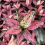 Aglaonema  Kamkoon no.1 - Super Pink  A-61