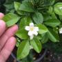 Murraya paniculata 'Himalayan' (flat leaf)(TF)