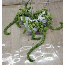 dischidia dragon jade