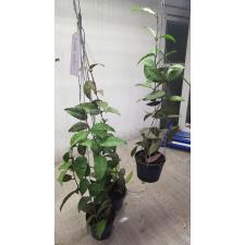 Hoya Caudata - Sumatra