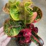 Codiaeum Manee Chun