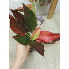 Aglaonema Khunmakracha Red A-35
