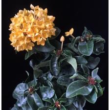  Ixora sp.(T11) yellow flower and wavy leaf 136