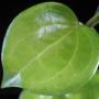 Hoya sp.553 (aff. pentaphlebia) Mauban Mt. Quezon               553