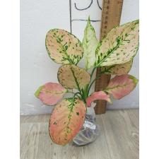 Aglaonema Kamkoon no.2 A-139