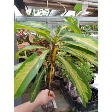 Xanthostemon chrysanthus variegated (yellow flower 652/1