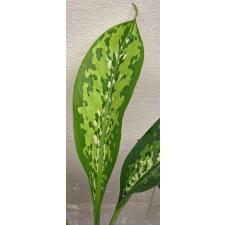 Dieffenbachia Dragon Scale (S)