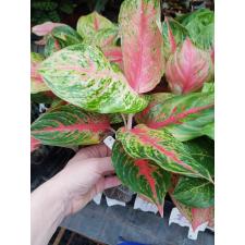 Aglaonema Koth Sethee 49-50