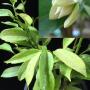 Anaxagorea javanica Dwarf