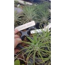 tillandsia ionantha druid