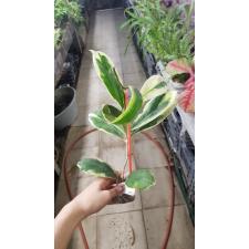 Hoya incrassata (white margin) 'Eclipse'(#279) mart 181/1