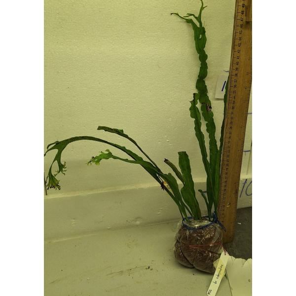 Микросорум сп.(Т02) Крестед / Microsorum sp.(T02) Crested. 104