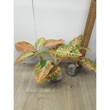 Aglaonema Sub mongkol - orange (stardust) A-121
