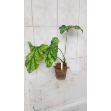 Cercestis mirabilis  6500р