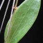 Hoya sp.626 Bulusan             626
