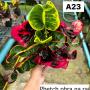 Codeium A23 Phetch phra na rai
