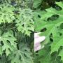 Jatropha urens var. inermis (Mexico)