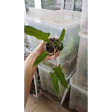 alocasia lavrentieva s pot 450p