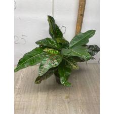 Codiaeum Tri Noosara 79 M