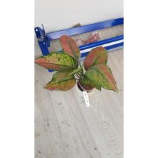 Aglaonema Heng Heng Heng 35-36