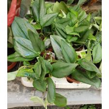 scindapsus pictus moonlight 12 cm pot
