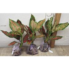 Аглаонема Аня узколистная / Aglaonema Anya narrow leaves A-66