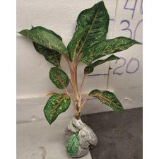 Аглаонема 10 Карат зелено-черный. / Aglaonema 10 Karat - green black A-3