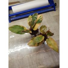 Philodendron 'Black Cardinal' variegated