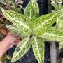 Aglaonema  Legacy - white  A-109