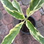 Morinda sp. albomarginata (grafted)
