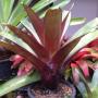 Alcantarea imperialis Rubra