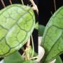 Hoya finlaysonii*309            309