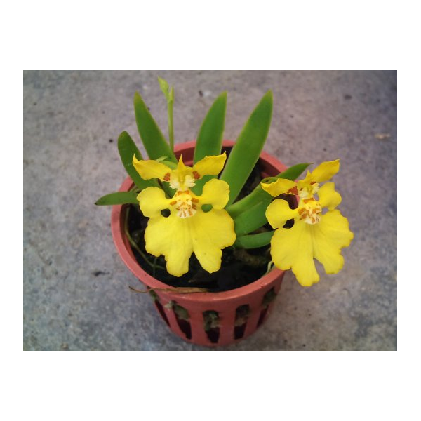 Онцидиум пусиллум / Onc.pusillum